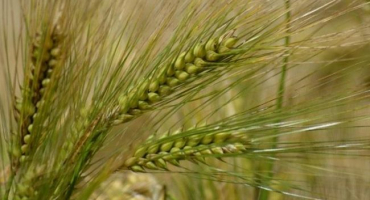 Popis paměťové chepeleva odrůdy ječmene a charakteristika, výsevek